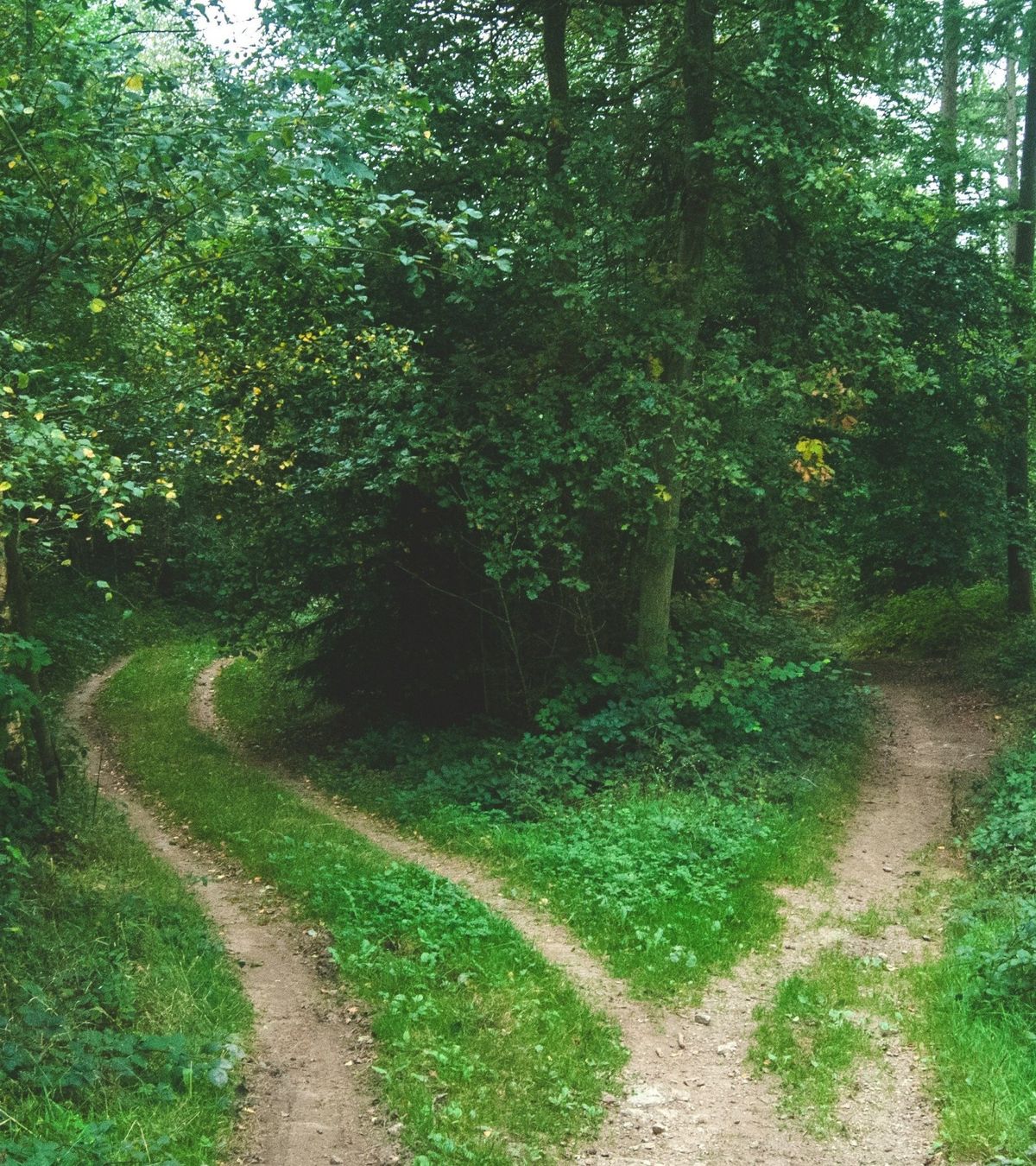 A forest path splitting into two directions